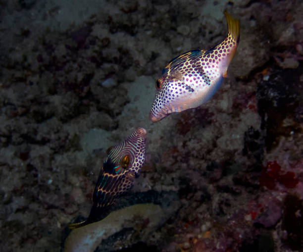 istock Black Saddled Toby (Canthigaster valentini) in the Indian Ocean 1075534076