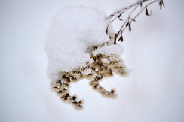 Wild dry grass in the winter under the snow.