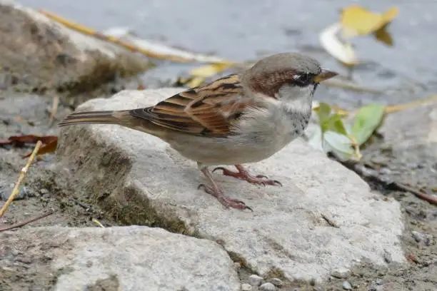 House sparrow male.