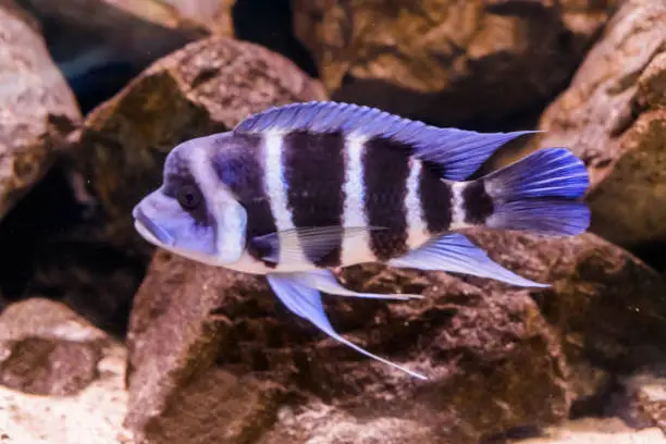 Photo of hump head cichlid fish in close, a blue and white banded fish with a bump on his head, popular aquarium pet from lake Tanganyika in Africa.