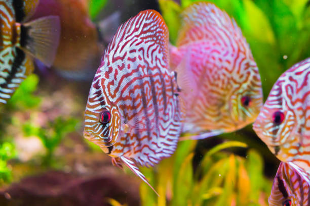 beautiful red turquoise discus fish in closeup with 2 other discus fishes in the background, a tropical cichlid fish from the amazon basin beautiful red turquoise discus fish in closeup with 2 other discus fishes in the background, a tropical cichlid fish from the amazon basin symphysodon aequifasciatus stock pictures, royalty-free photos & images