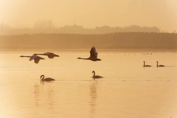 istock Swan flying in the air 1075545754