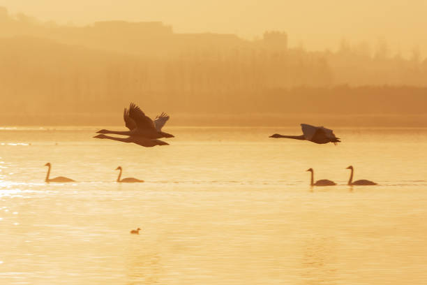 Swan flying in the air