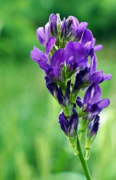 istock Flower on the field 1075548158