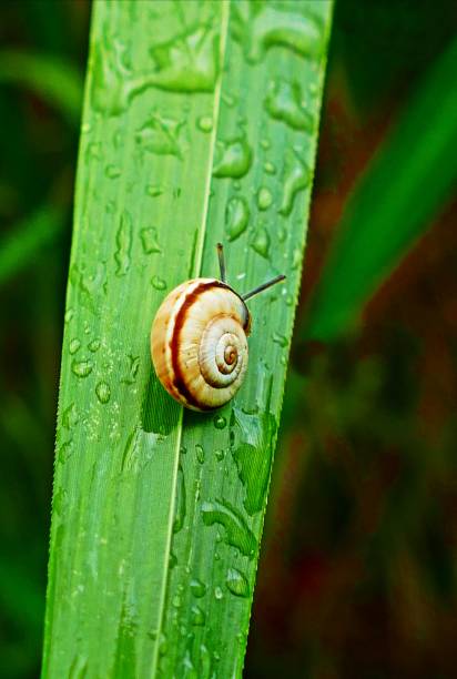 Little snail on the green blade of grass with water drops