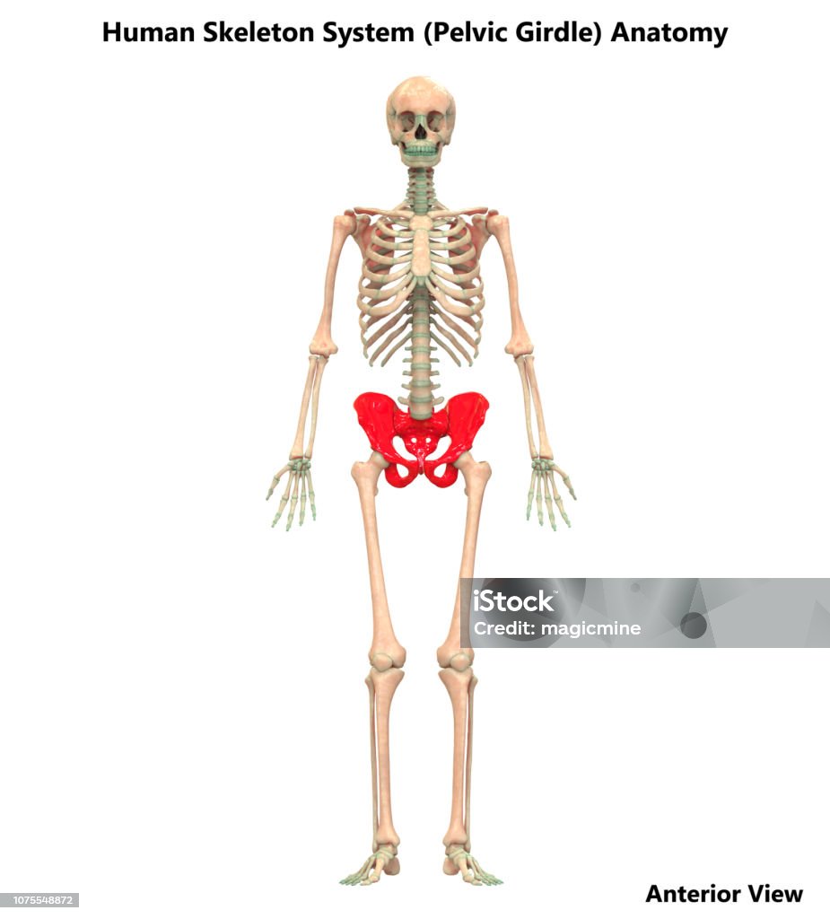Foto de Sistema De Esqueleto Humano Anatomia De Cintura Pélvica e mais  fotos de stock de Adulto - iStock