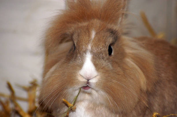istock Bunny rabbit in hay and straw 1075549238