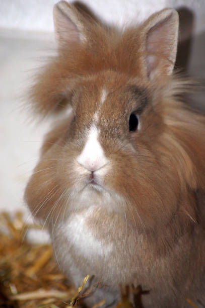 istock Bunny rabbit in hay and straw 1075549252
