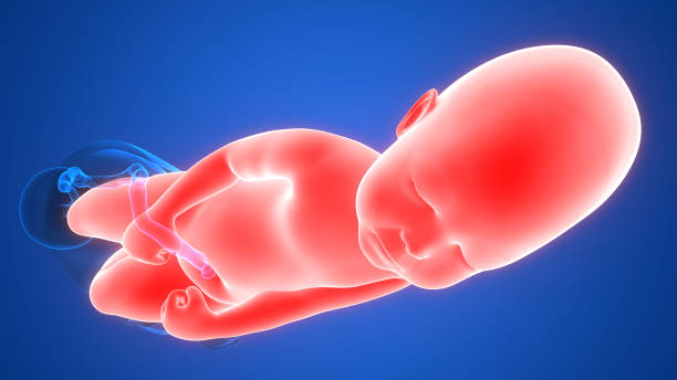 istock Normal Labor and Vaginal Birth Anatomy 1075549260
