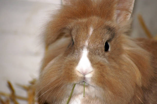 istock Bunny rabbit in hay and straw 1075549328