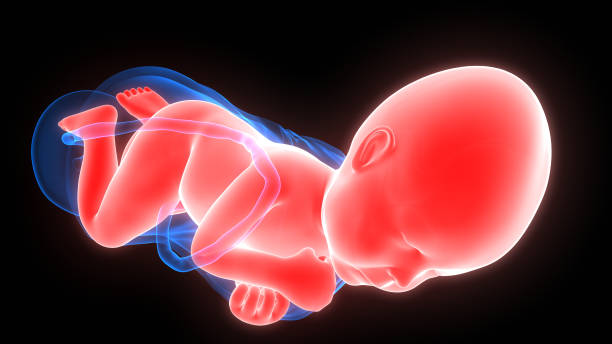 istock Normal Labor and Vaginal Birth Anatomy 1075550680