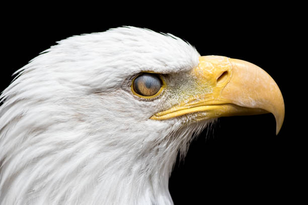 istock Nictitating membrane closed on the eye of a bald eagle. 1075551130