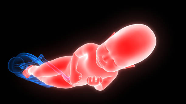 istock Normal Labor and Vaginal Birth Anatomy 1075551168
