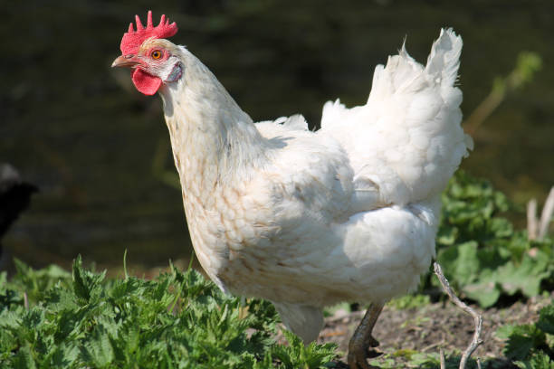 istock White domestic chicken with red comb 1075551846