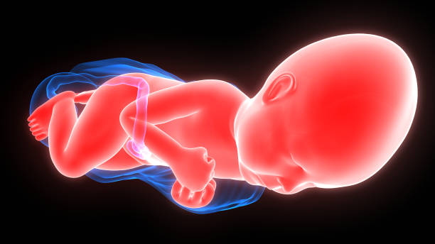 istock Normal Labor and Vaginal Birth Anatomy 1075552366
