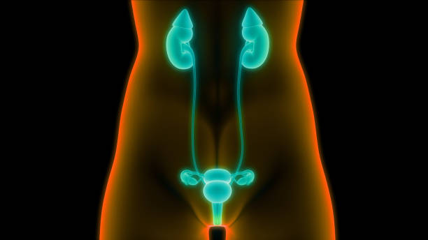 weiblichen fortpflanzungsorgane mit anatomie der harnwege - vagina uterus human fertility x ray image stock-fotos und bilder