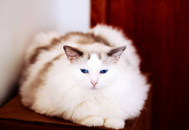 istock Purebred Ragdoll cat on a box 1075560598