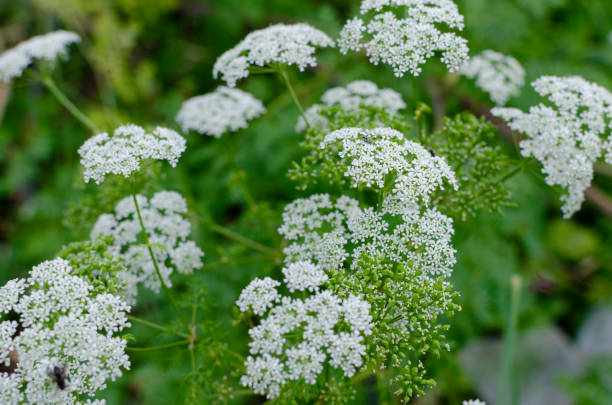 istock Florencing plants in rural area 1075564438