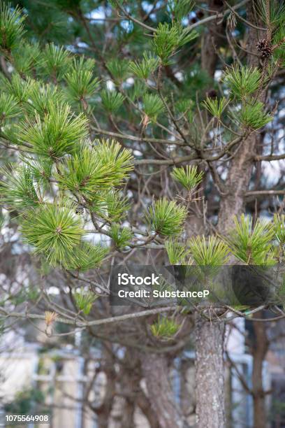 Leaves On Branches Of Black Pine Vertical Nobeoka Japan Stock Photo - Download Image Now