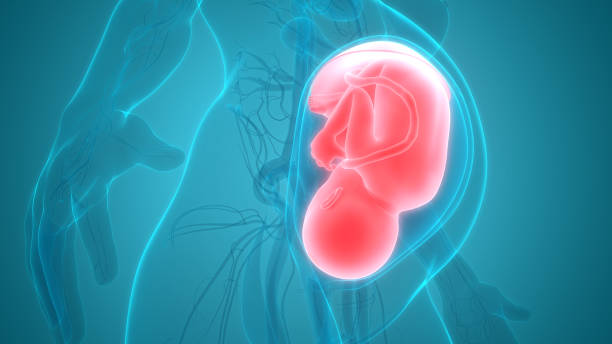 istock Fetus (Baby) in Womb Anatomy 1075566678