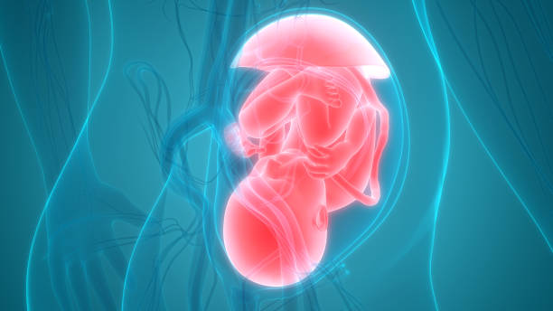 istock Fetus (Baby) in Womb Anatomy 1075566818