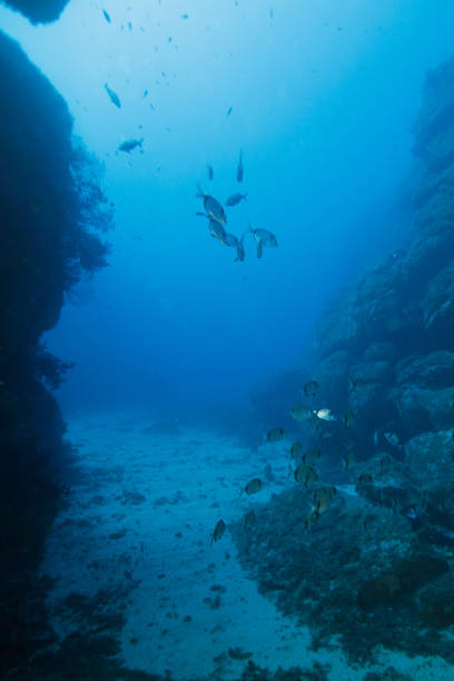 istock At 30m deep, fish are resting in the deep blue 1075567986