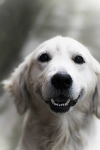 istock White golden retriever 1075574718