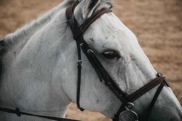 istock Beautiful horse portrait 1075575442