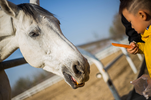 Time to feed horses