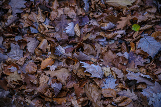 istock Leaves on the Ground in Autumn 1075576316