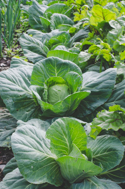 istock View of several cabbages in the orchard. Farming. 1075577180