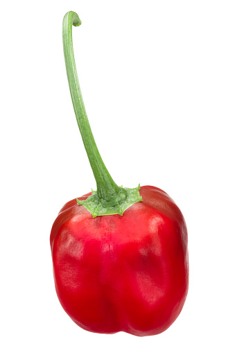 Malawi Piquante chile pepper(Pepperdew when pickled), Capsicum baccatum, whole ripe pod with pedicel