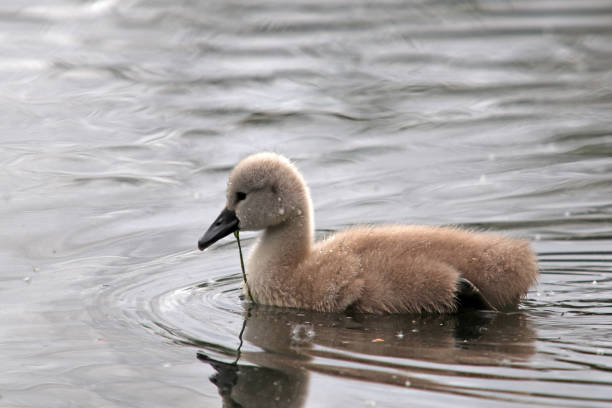 istock A baby swan. 1075589000