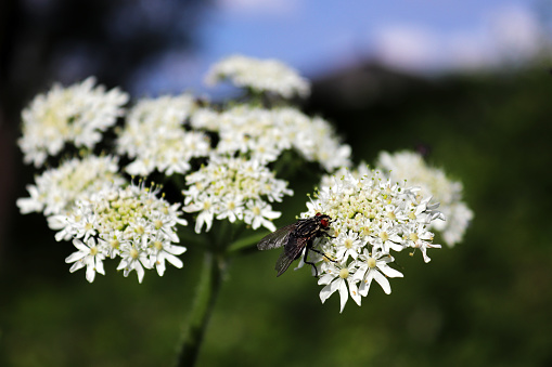 02 june 2018, Aéroparc, Basse Yutz, Yutz, Moselle, Lorraine, France. A fly is placed on a wild chervil flower (Anthriscus sylvestris).