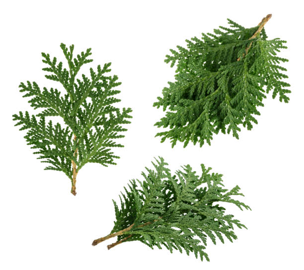 istock Branch of thuja isolated on white background 1075591820
