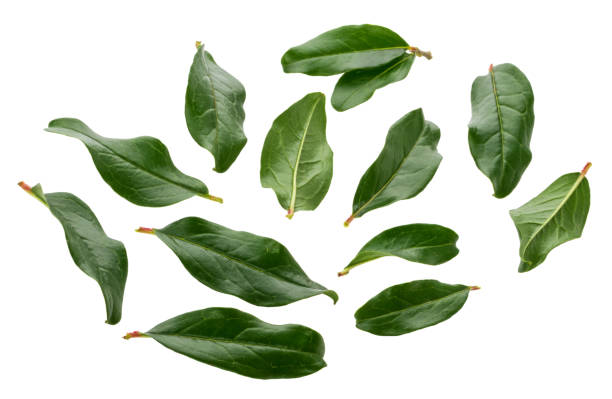 istock Pomegranate leaves isolated on white without shadow 1075592384