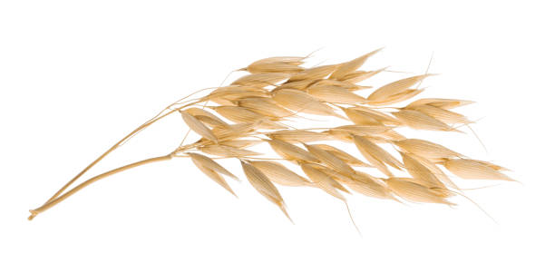 istock Oat plant isolated on white with clipping path 1075592404