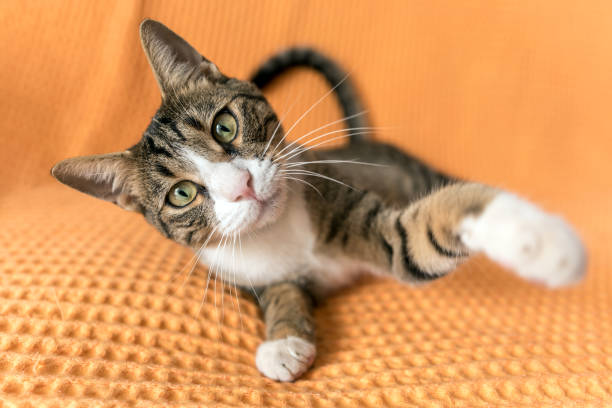 istock A cute cat is posing at home. A cat portrait close-up. 1075592684