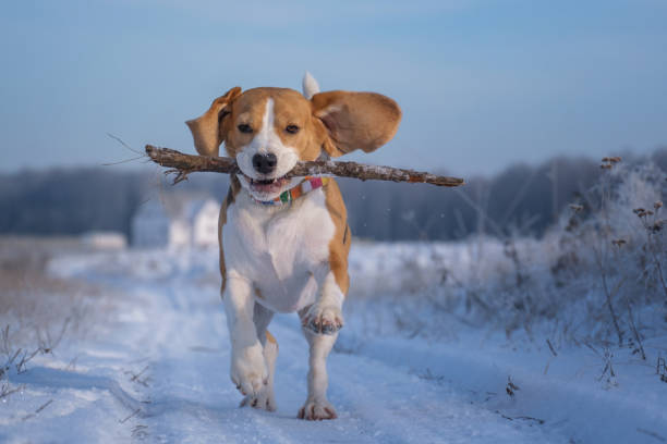 istock Beagle dog playing with a stick on a walk in winter 1075593018