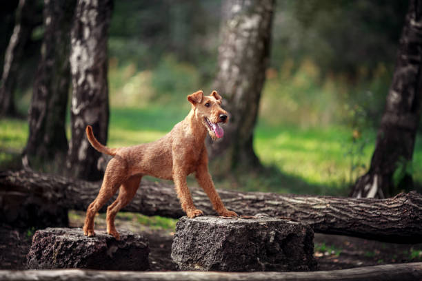 červený pes provádí cvičení na stromě. poslušnost. - irský teriér - stock snímky, obrázky a fotky
