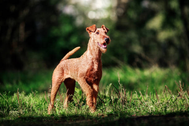犬は、夏には草で実行されます。アイリッシュ ・ テリア。 - irish terrier dog running terrier ストックフォトと画像