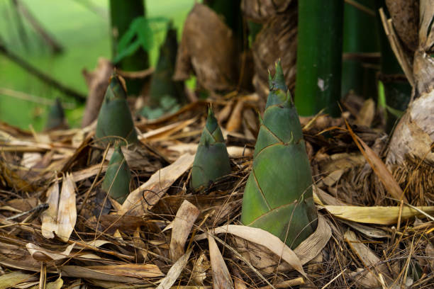 broto de bambu, broto de bambu - bamboo shoot leaf bamboo green - fotografias e filmes do acervo
