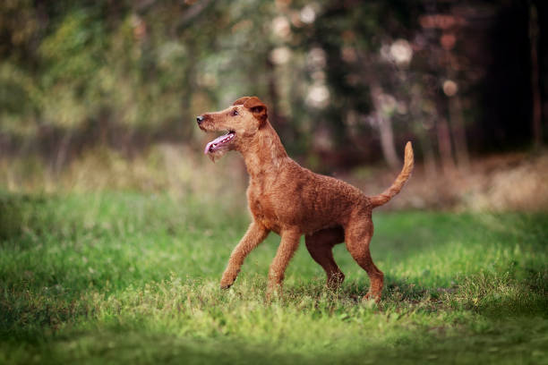 赤犬は実行され、緑の草の上を果たしています。アイリッシュ ・ テリア。 - irish terrier dog running terrier ストックフォトと画像