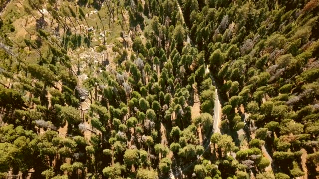 Aerial view of the Sequoia National park forest from above