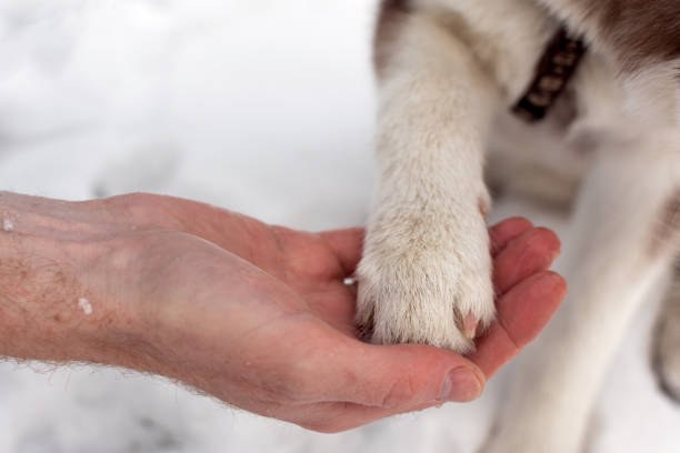istock Dog paw in a human arm. 1075596466