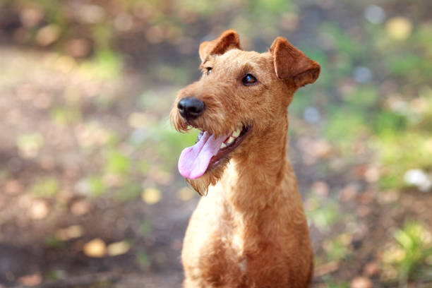 portrét červeného psa zblízka. irský teriér. - irský teriér - stock snímky, obrázky a fotky