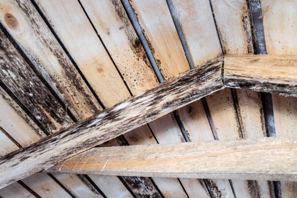 Rotting due to humidity and growth of molds  wooden roof structures stock photo