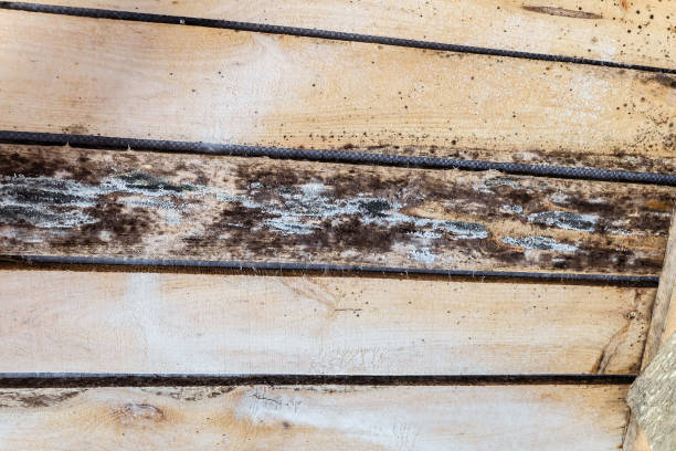 습도 및 성장 금형 나무 지붕 구조의 썩 어. 나무 지붕 건설 검은 곰 팡이의 손상입니다. - flintshire 뉴스 사진 이미지