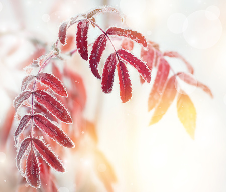 Autumn background with red leaves of mountain ash covered with hoarfrost
