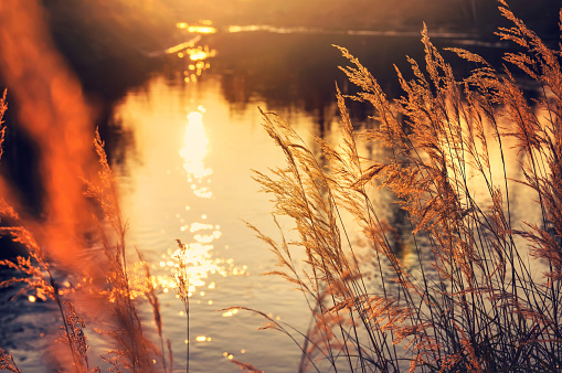 Reed by the river in the rays setting sun